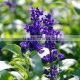 Purify Skin Natural Russian Clary Sage Essential Oil