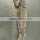 Illex Squid W/R thumbnail-5