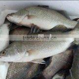 Frozen Fresh Barramundi Fish New Items in China Market thumbnail-1