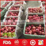 Cheap New Honey Fuji Apples With Rich Vitamin thumbnail-4