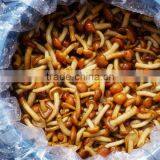 Wholesale Nameko Mushroom in Salt thumbnail-1