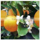 BERGAMOT OIL (PURE & NATURAL) , QUALITY ASSURANCE thumbnail-2