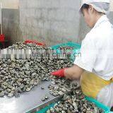 Frozen Short Necked Clam Size 41-50 thumbnail-3