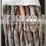Salmon Head of Illex Squid thumbnail-1