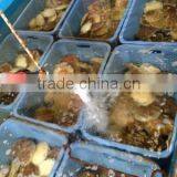 High Quality and High-grade Scallop With One/two Shells Made in Japan thumbnail-2