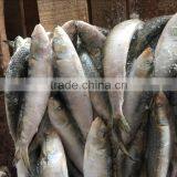 2017 New Food Grade All Types of Sardine Fishes With Long Service Life thumbnail-2