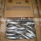 Round Scad(decapterus Macarellus) thumbnail-2