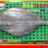 FROZEN BLACK POMFRET WHOLE ROUND thumbnail-1