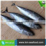 Carton or Woven Bag Packed Fat Content 16%-18% Bonito wr thumbnail-1