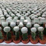 Cactus Grafted thumbnail-1