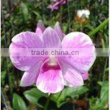 Thailand Top Quality OR-016 Dendrobium Sky Pink Orchid thumbnail-1