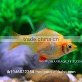 Golden Tiger Barb Fish For Sale and Export thumbnail-6