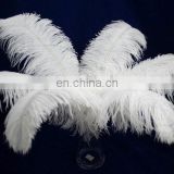 top quality white color ostrich feather