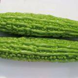 Strong Disease Resistant High Yield Bitter Gourd Seeds for Planting No.75 thumbnail-2