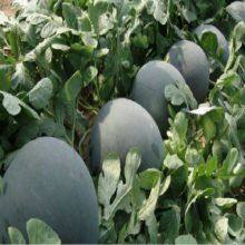 NOFA 3 Pure Black Seedless Watermelon Seeds for Sale thumbnail-5