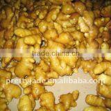 Yellow Color Fresh Ginger thumbnail-1