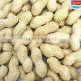 Organic Peanut in Shell