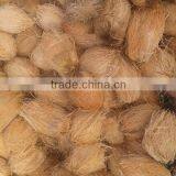 Dry Coconuts thumbnail-1