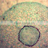 Indonesia Government Designated Matching 17 Pieces Prepared Slides