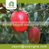 red star delicious fruit fresh apple suppliers
