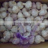 Different Size Fresh Garlic thumbnail-1