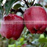 Red Color and Pome Fruit Product Type Red Delicious Apple thumbnail-5