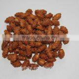 Cocoa Roasted Peanut