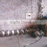 Sheep Shearing Plant With Solid Drives