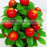 Hot Sale High Quality Cheap Atificial Apple Tree Bonsai Real Touch for Indoor & Outdoor Decoration thumbnail-2