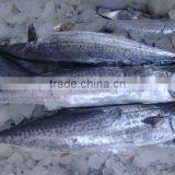 Frozen Spainish Mackerel thumbnail-1
