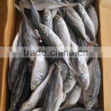 Land Frozen Horse Mackerel Frozen 20 25 cm + thumbnail-3