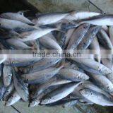 Frozen Mackerel thumbnail-1