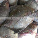 BLACK POMFRET/ CHANDA/ BUTTERFISH thumbnail-2