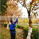 tree pruning tools from manufacturer