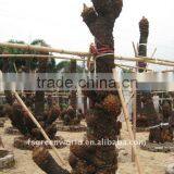 Cycas Group thumbnail-1