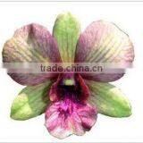 Thailand Best Quality OR-022 Dendrobium Orchid thumbnail-1