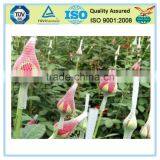 Standard Best Price Rose Flower Protective Netting thumbnail-1