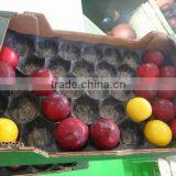 Laizhou Pengzhou Blister Packaging 29x49cm Alveolus PP Tray For Fresh Fruits thumbnail-5