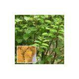 Polygonum Cuspidatum(Hu Zhang) Extract Polydatin thumbnail-1