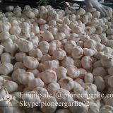 New Crop Chinese 4.5cm Pure White Fresh Garlic loose carton packing