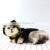 New 2021 Comfortable Luxury Brand Cheap Korean Summer Pet Dress Wholesale Dog Clothes thumbnail-3