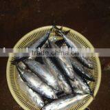 100-200g Frozen Bonito
