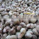 Suvimie Ceylon Ovened Cashew (Full Nut) thumbnail-2