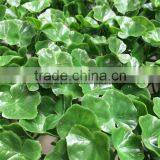 Garden Landscaping Artificial Grass Tile Artificial Green Hedge Fence Quality Choice thumbnail-3