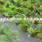 pp Weed Mat Ground Cover Fabric thumbnail-5