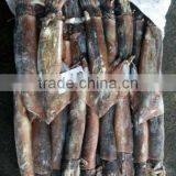 Sea Frozen WR Illex Argentina Squid thumbnail-1