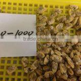 Short Necked Clam Meat thumbnail-3