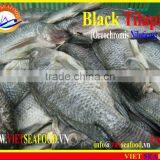 FROZEN BLACK TILAPIA WHOLE ROUND