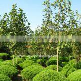 Magnolia Soulangeana Flower Trees thumbnail-4