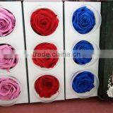 Everlasting Rose A Grade 6 to 7 cm Preserved Rose From Yunnan thumbnail-1